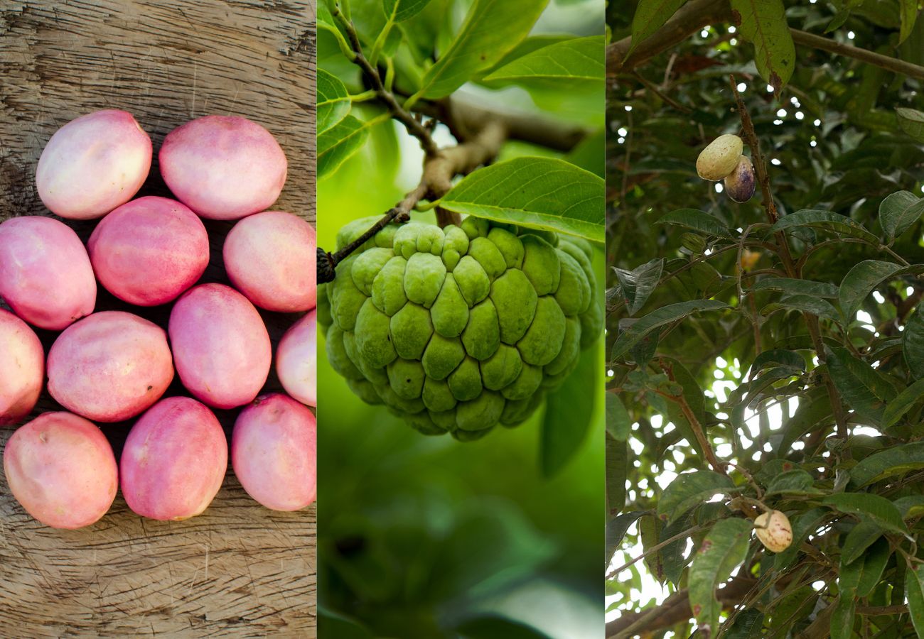 Fruta con i, descubre frutos que empiezan por la letra I